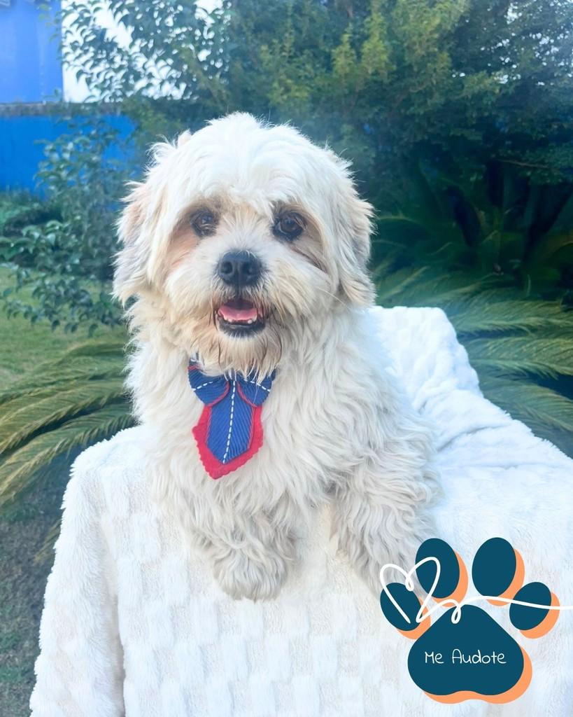 Pietro, cachorro de porte pequeno para adoção em Curitiba - PR