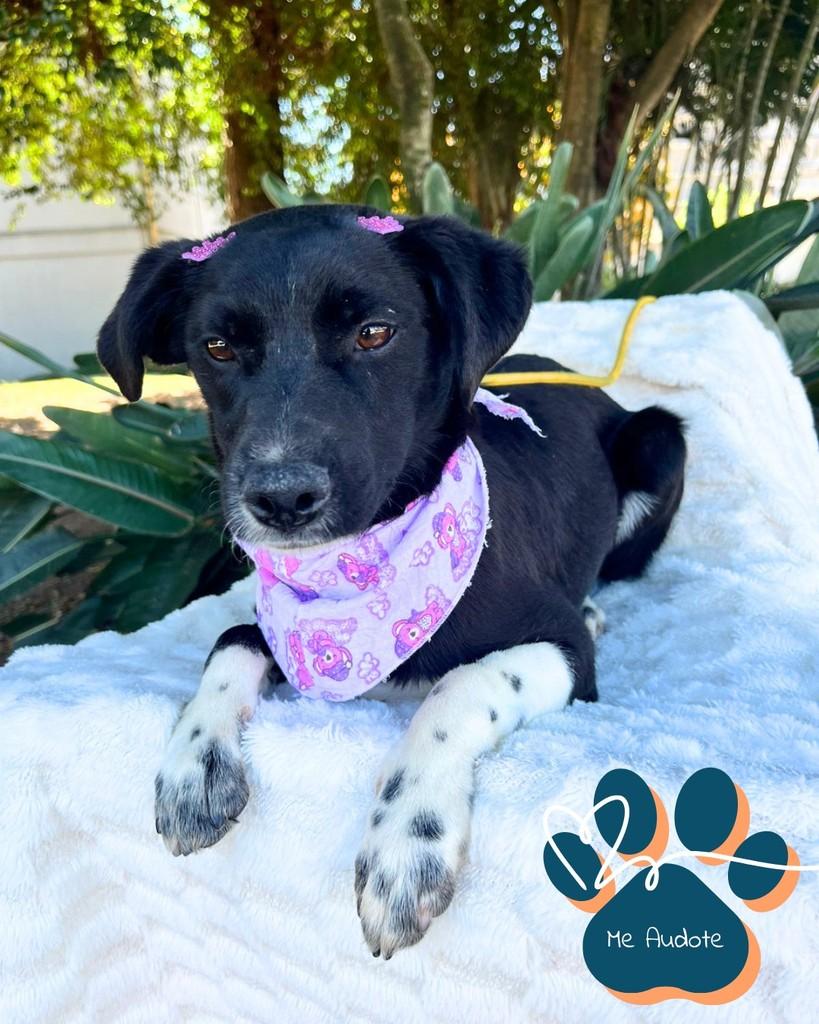 Amorinha, cachorro de porte pequeno para adoção em Curitiba - PR