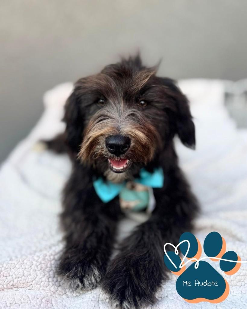 George Clooney, cachorro de porte médio para adoção em Curitiba - PR