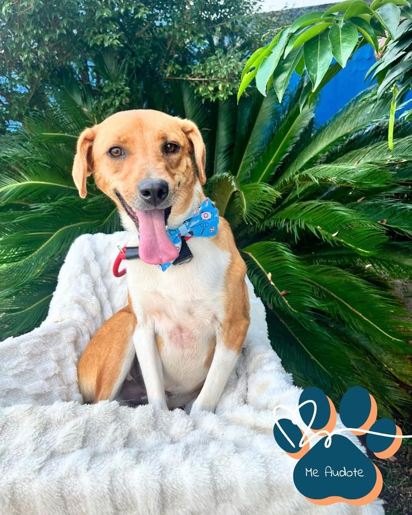 Geremias, cachorro de porte grande para adoção em Curitiba - PR