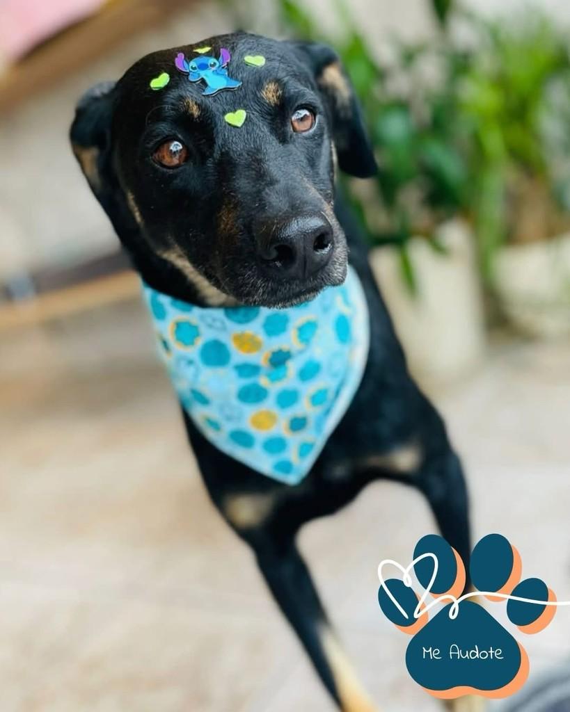 Petisco, cachorro de porte médio para adoção em Curitiba - PR