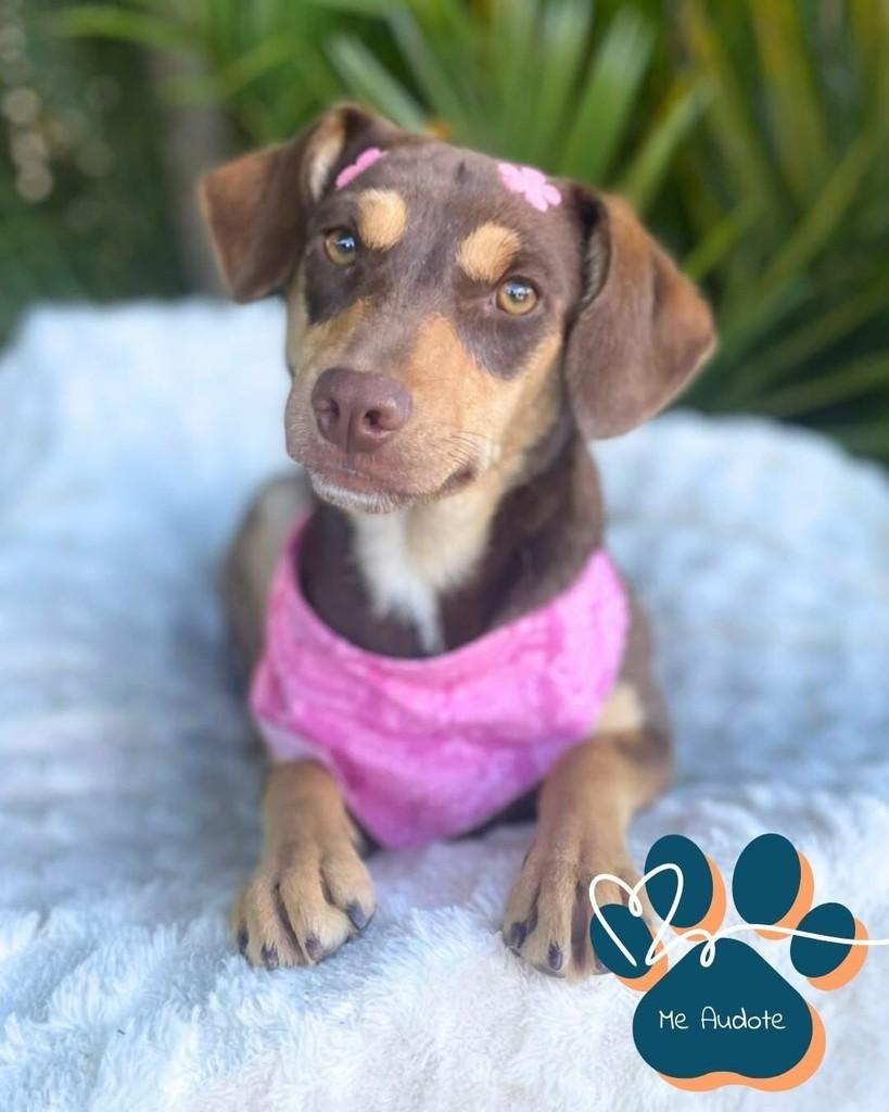 Milka, cachorro de porte pequeno para adoção em Curitiba - PR
