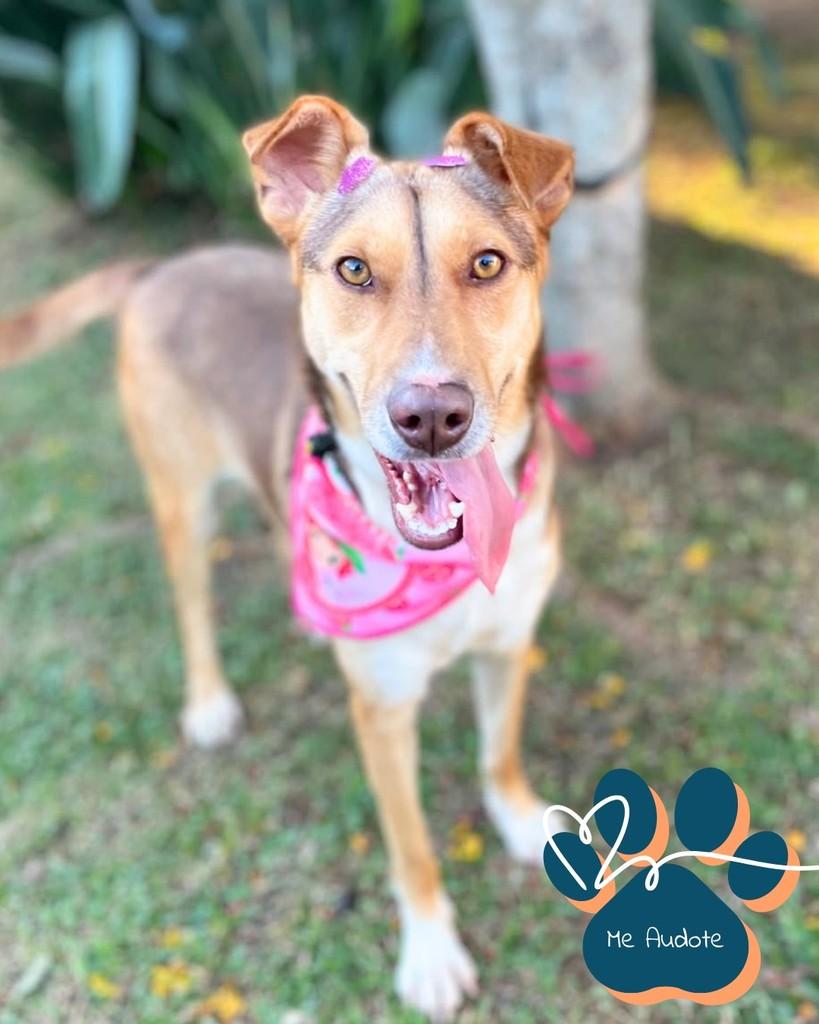 Bianca, cachorro de porte médio para adoção em Curitiba - PR