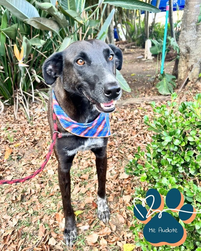 Café, cachorro de porte médio para adoção em Curitiba - PR