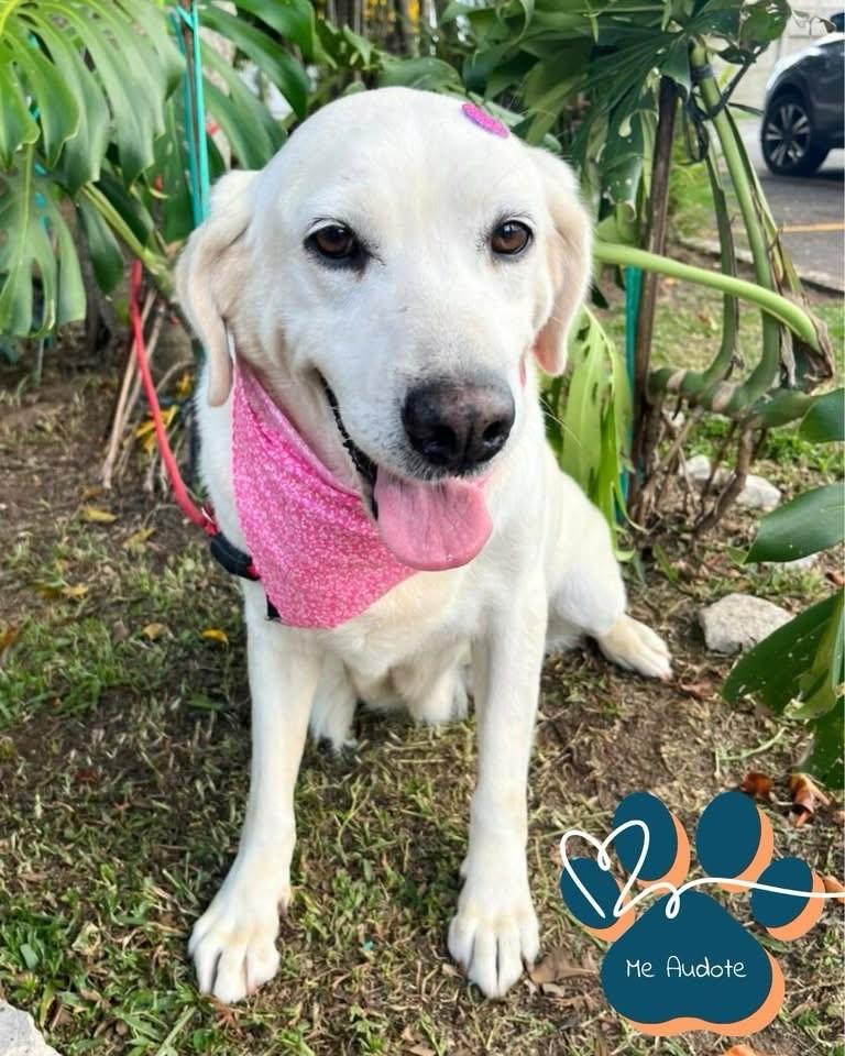 Frozen, cadela de porte grande para adoção em Curitiba - PR