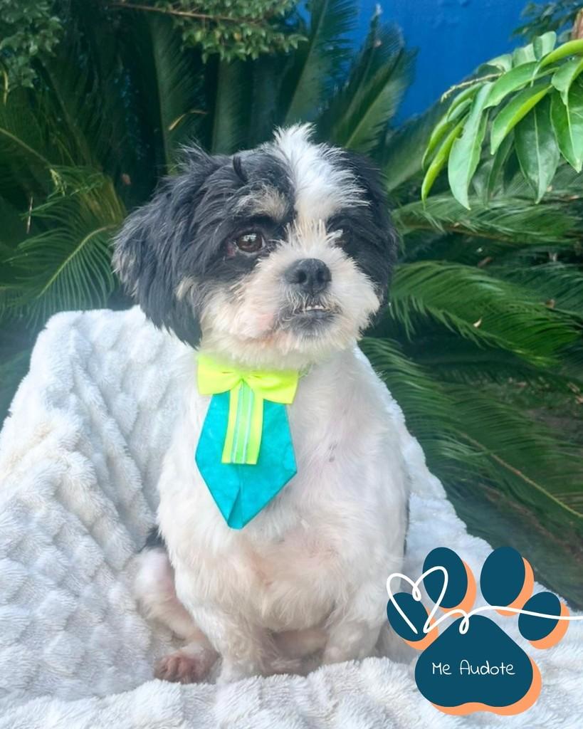 Frajola, cachorro de porte médio para adoção em Curitiba - PR