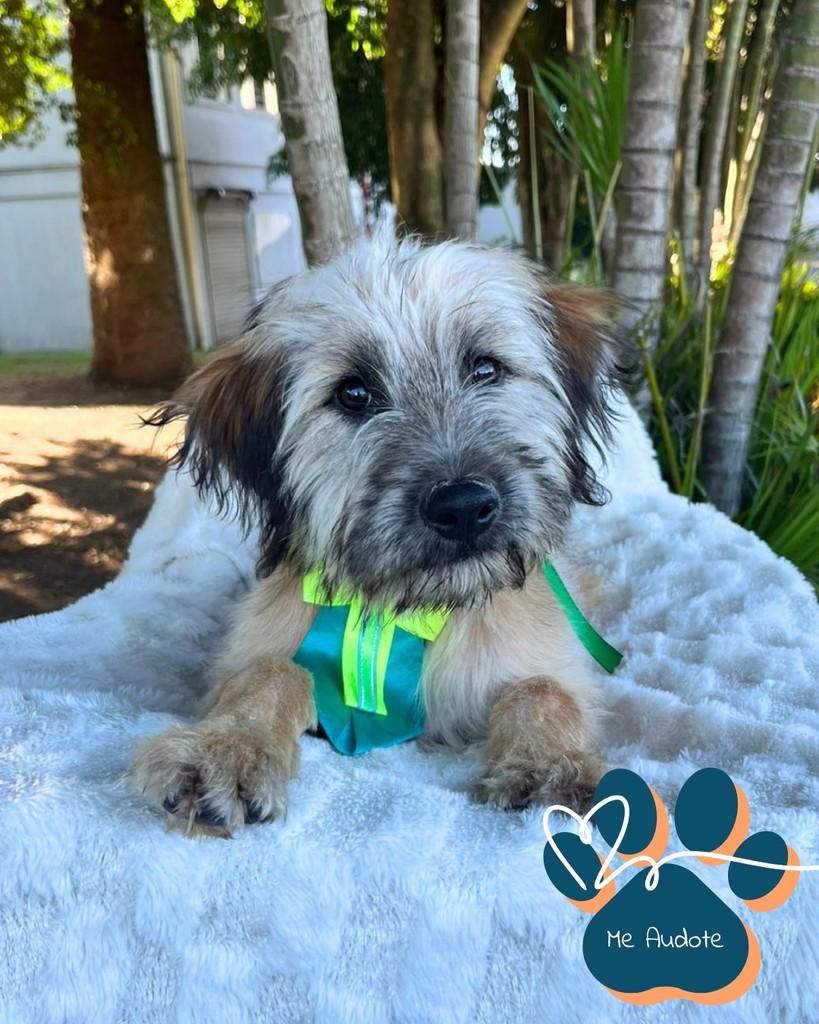 Lupi, cachorro de porte médio para adoção em Curitiba - PR