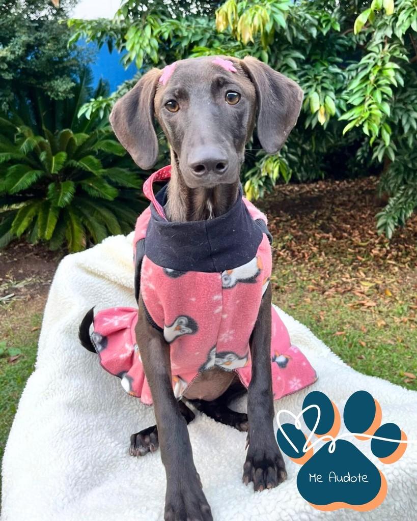 Sofia, cachorro de porte médio para adoção em Curitiba - PR