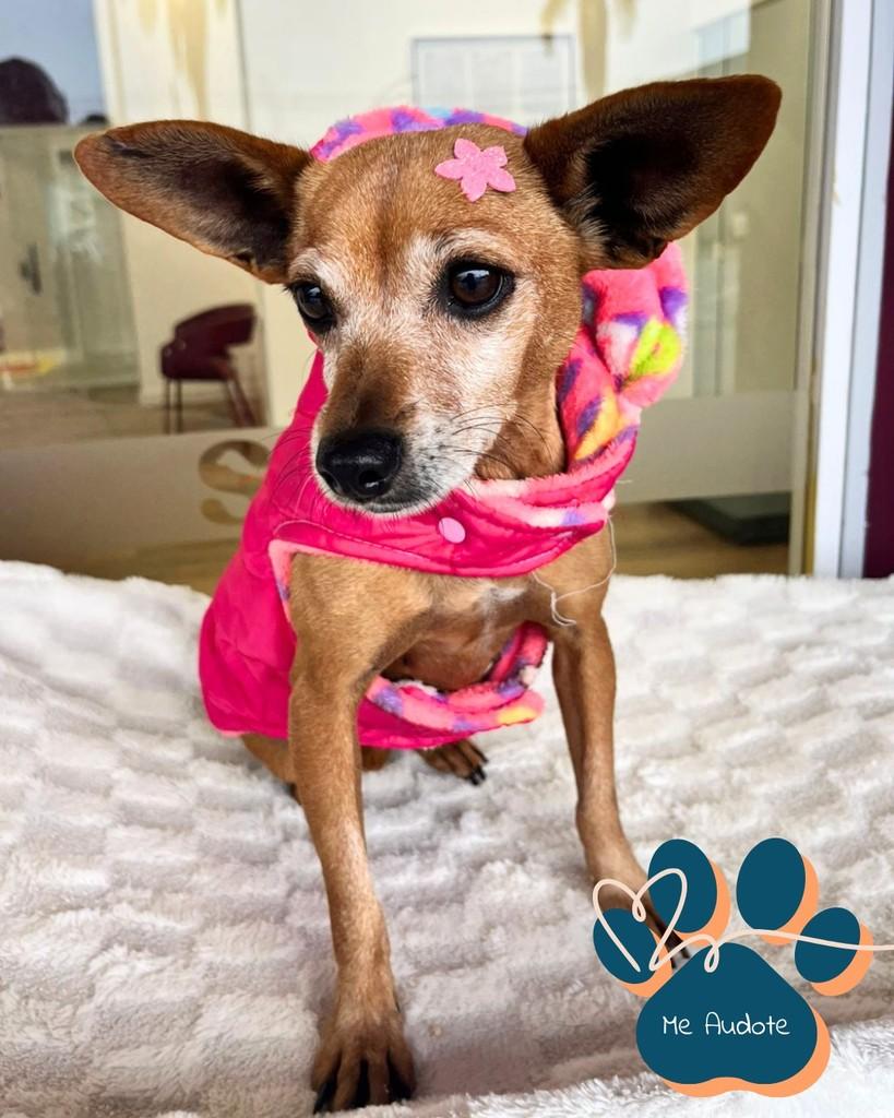 Princesa, cachorro de porte pequeno para adoção em Curitiba - PR