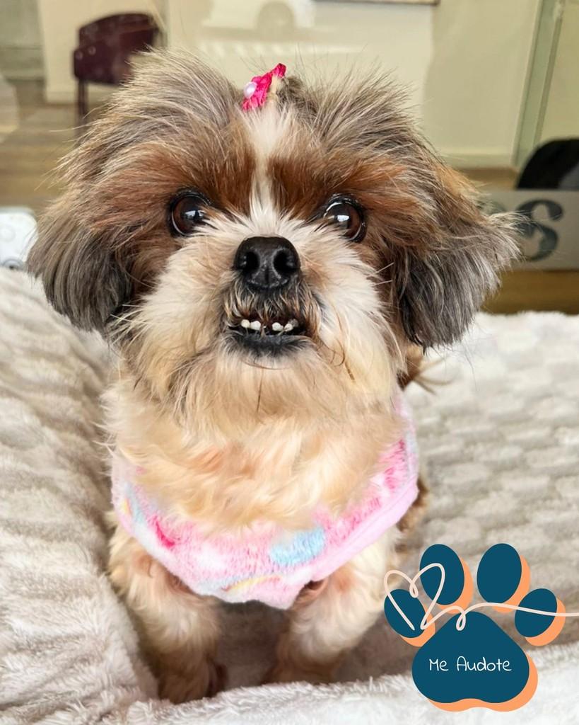 Nina, cachorro de porte pequeno para adoção em Curitiba - PR