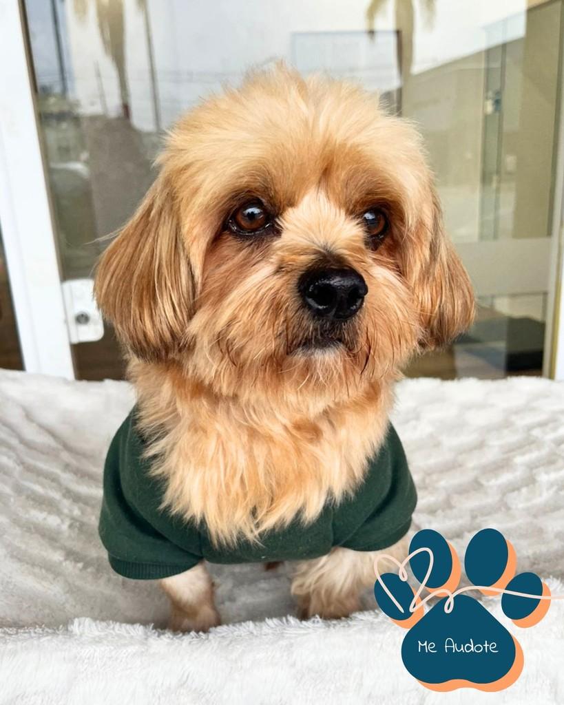 Rafael, cachorro de porte médio para adoção em Curitiba - PR