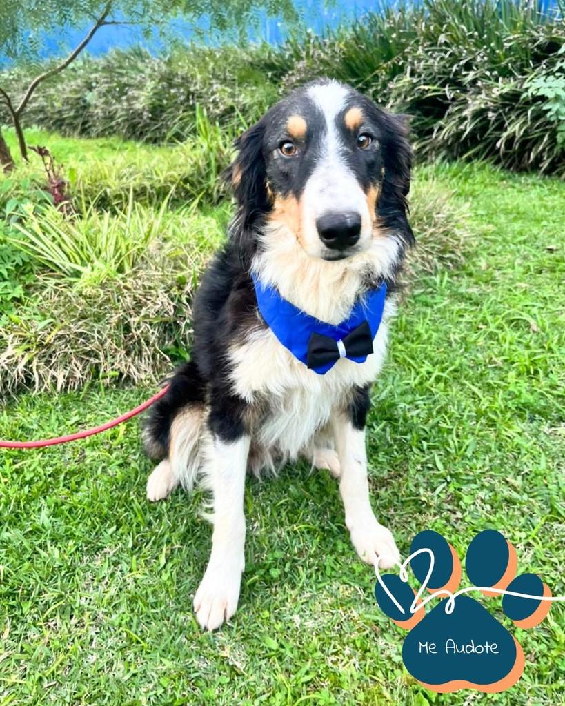 Colin, cachorro de porte médio para adoção em Curitiba - PR