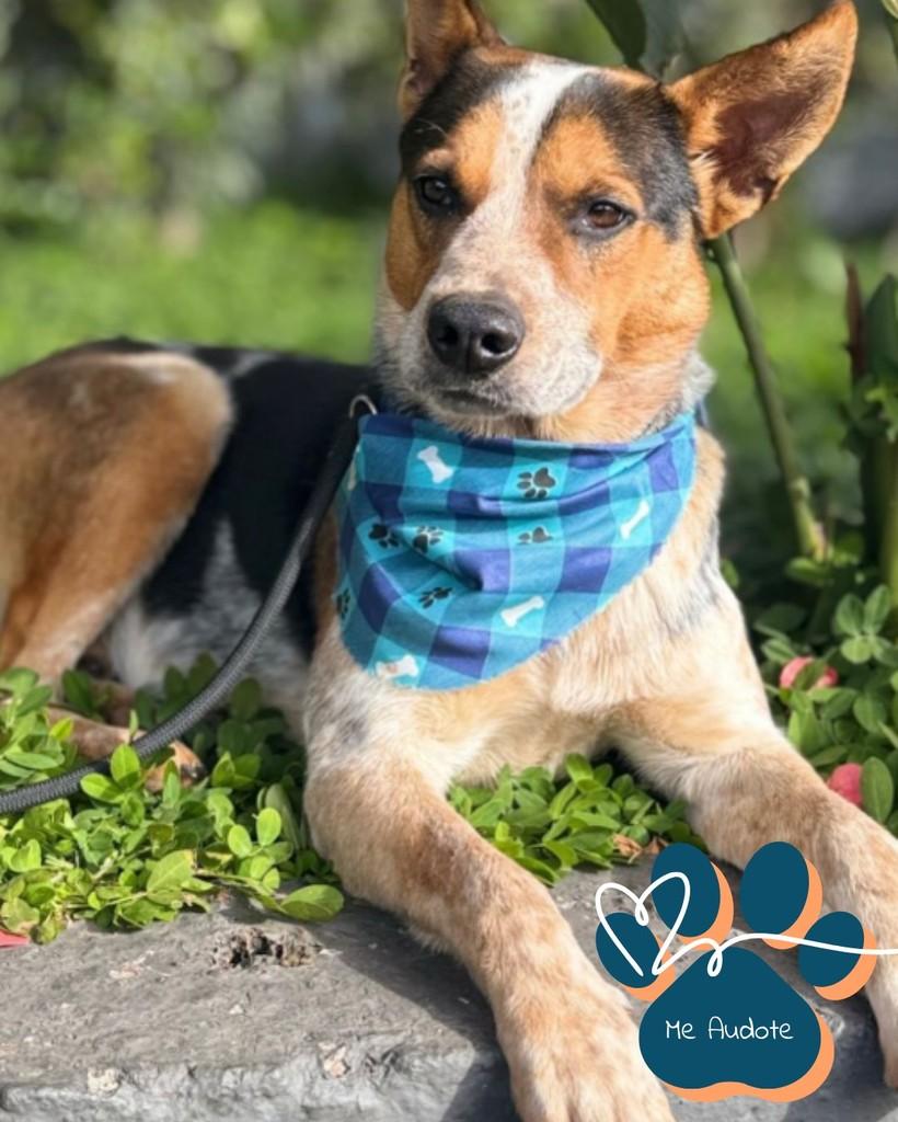 Amarok, cachorro de porte médio para adoção em Curitiba - PR