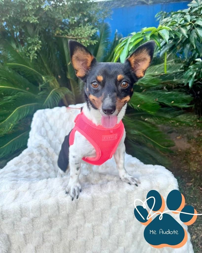 Magali, cachorro de porte pequeno para adoção em Curitiba - PR