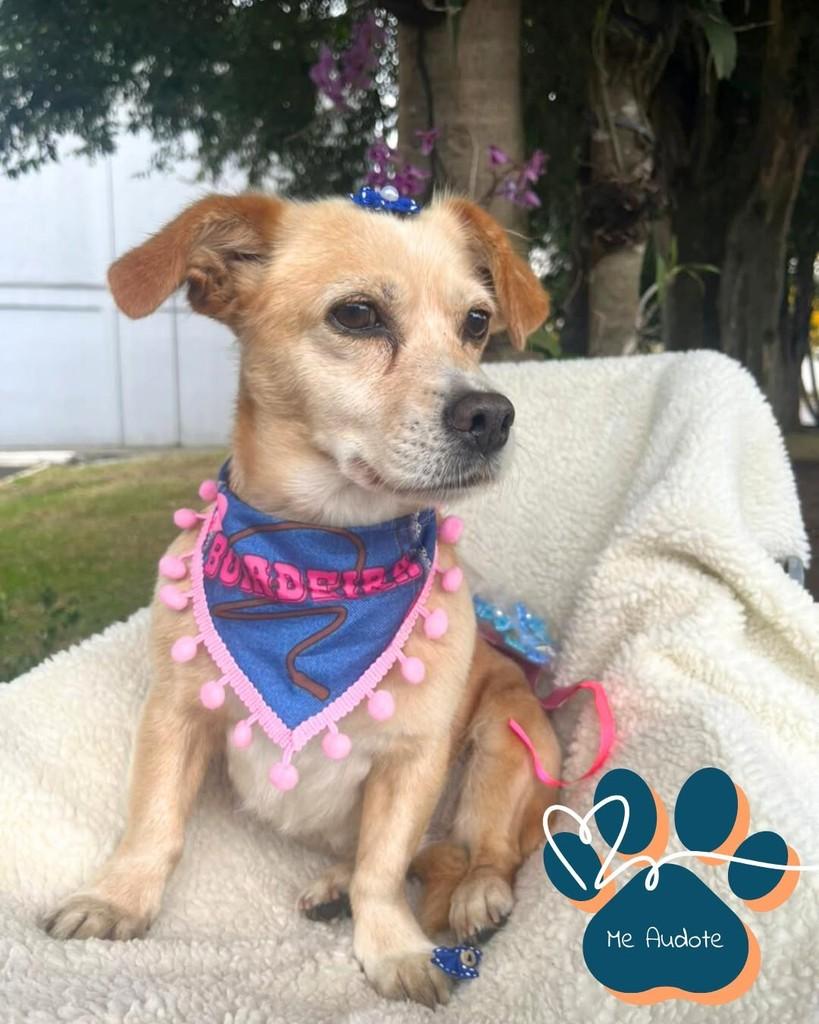 Meg, cadela de porte pequeno para adoção em Curitiba - PR