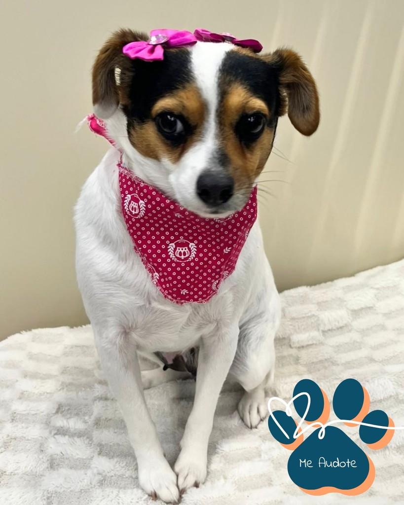 Maeve, cachorro de porte médio para adoção em Curitiba - PR