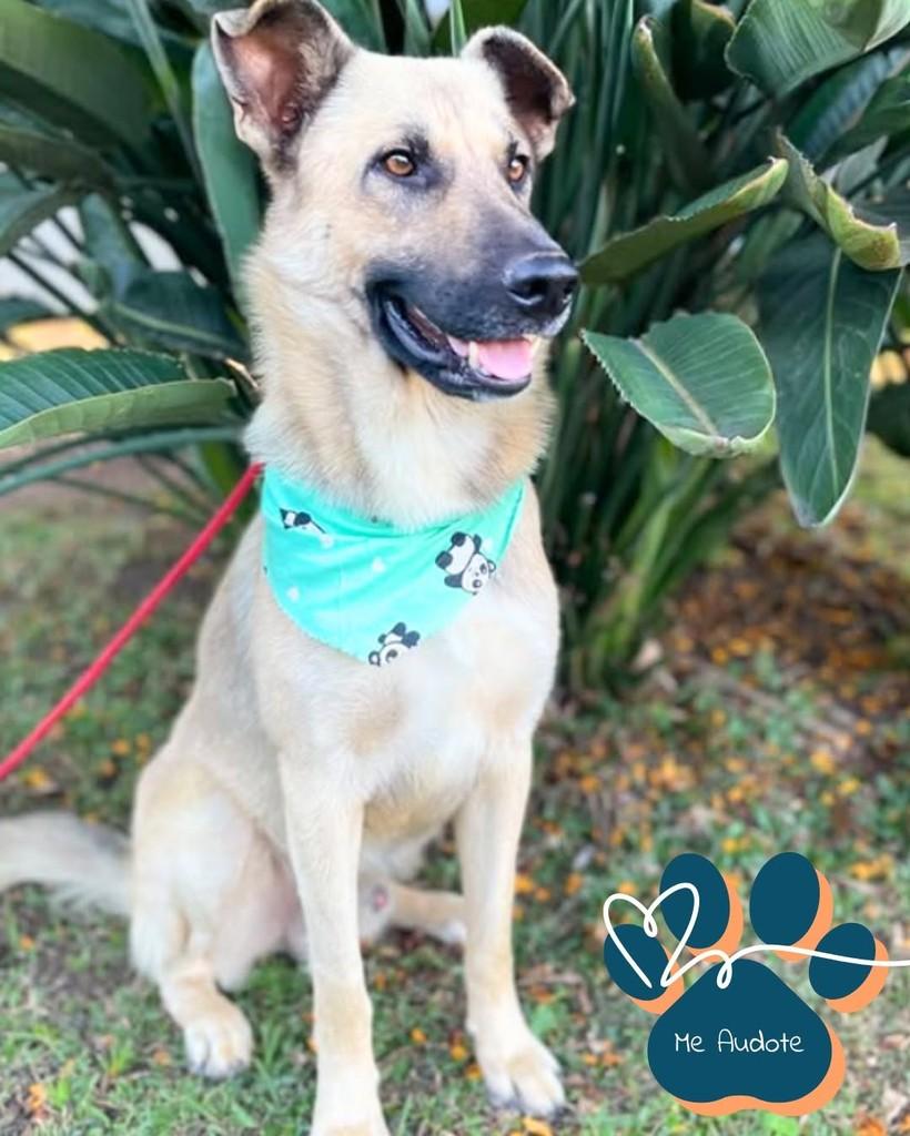 Elvis, cachorro de porte médio para adoção em Curitiba - PR