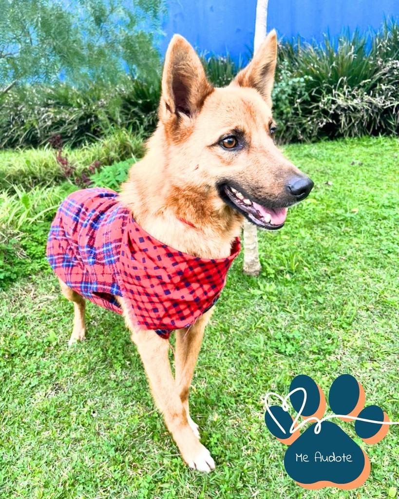 Lobo, cachorro de porte médio para adoção em Curitiba - PR