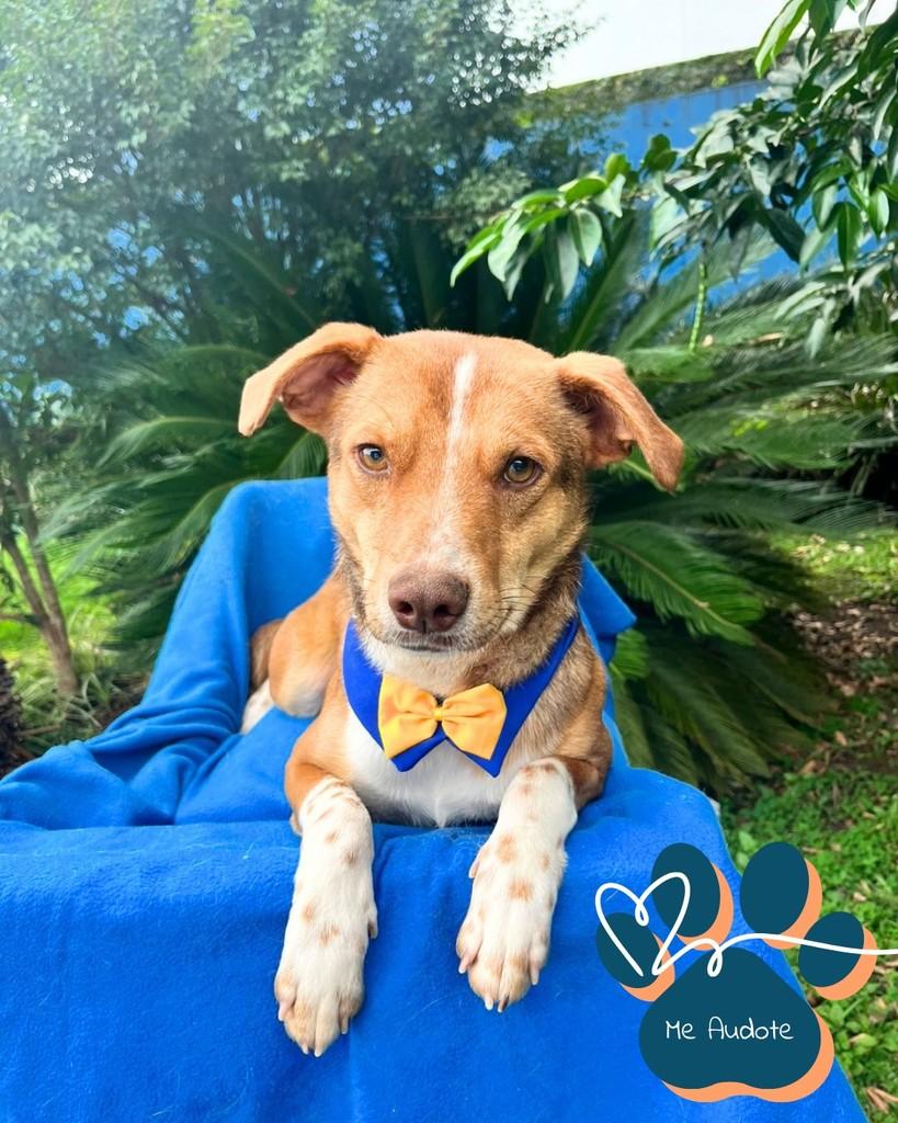Seca, cachorro de porte médio para adoção em Curitiba - PR