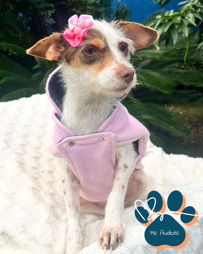 Margarida, cachorro de porte pequeno para adoção em Curitiba - PR