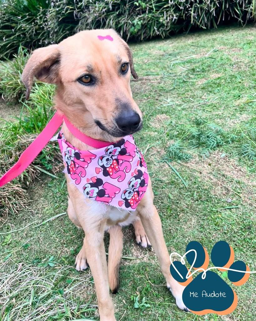 Nala, cadela de porte médio para adoção em Curitiba - PR