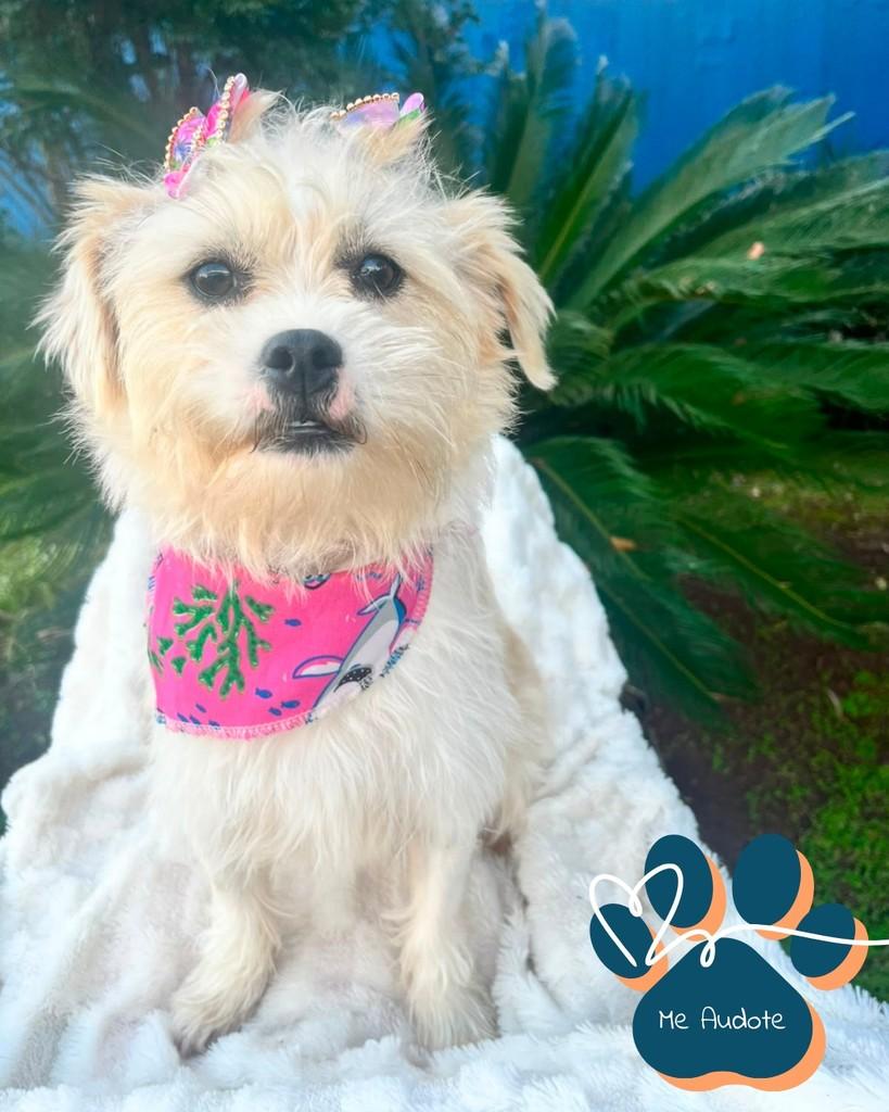 Ritinha, cachorro de porte pequeno para adoção em Curitiba - PR