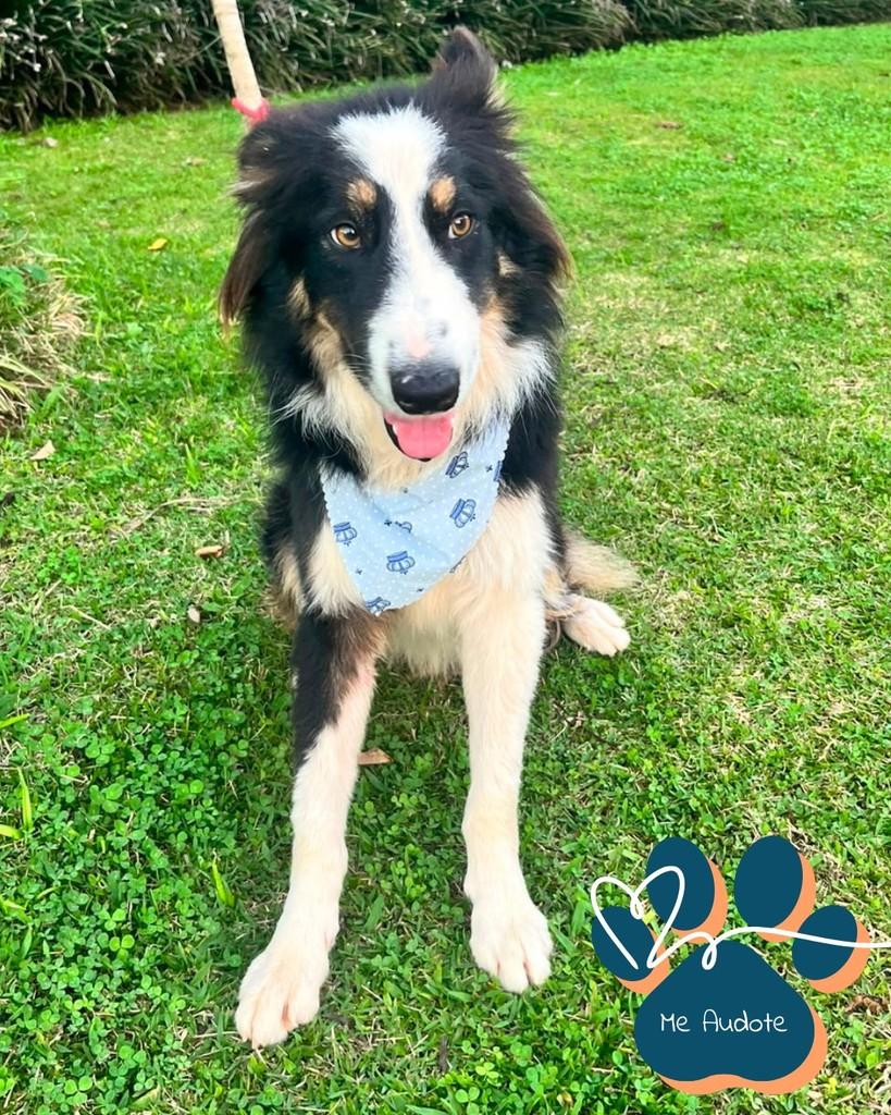 Noah Antony, cachorro de porte pequeno para adoção em Curitiba - PR
