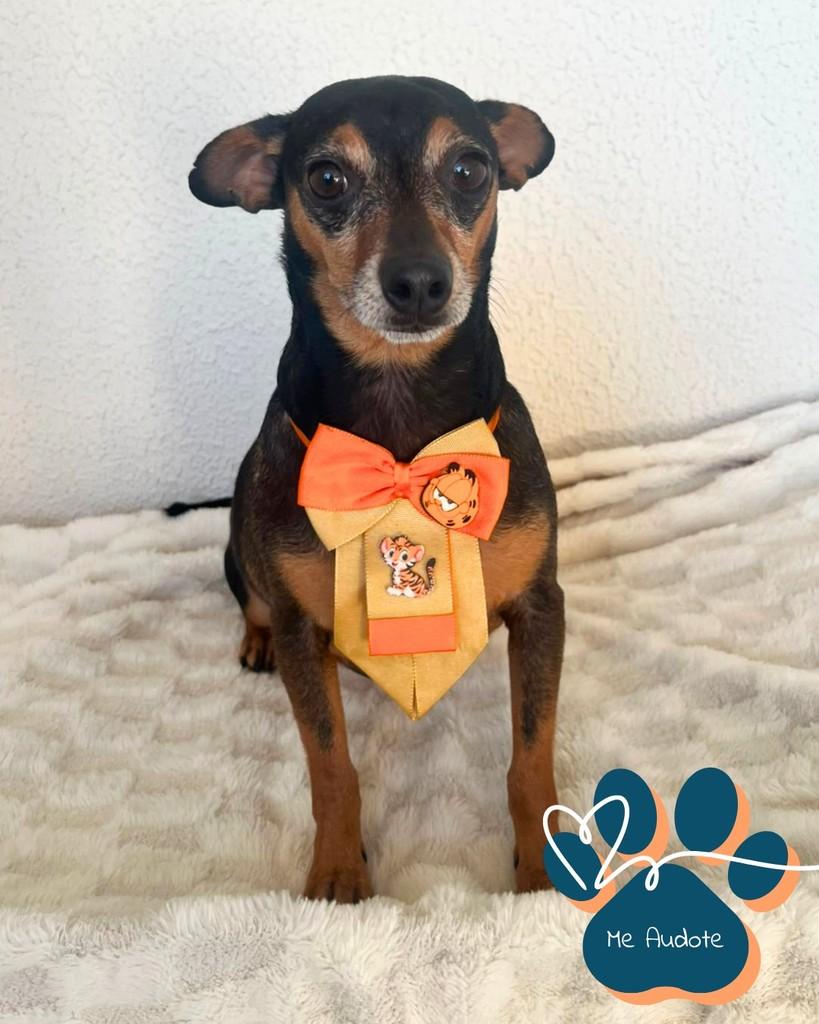 Cisco, cachorro de porte pequeno para adoção em Curitiba - PR