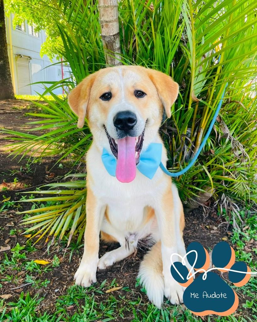 Nolan, cachorro de porte grande para adoção em Curitiba - PR