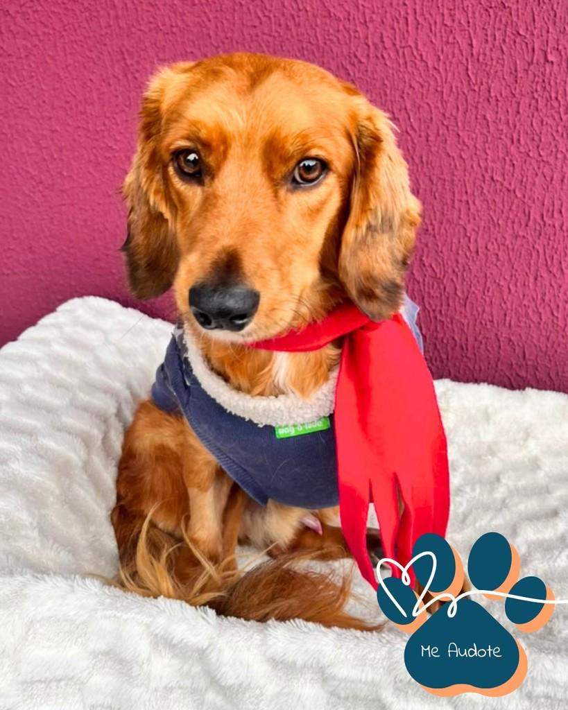 Paçoca, cachorro de porte médio para adoção em Curitiba - PR