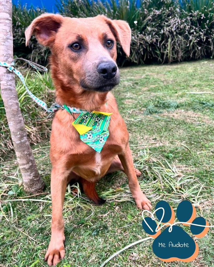 Tico, cachorro de porte médio para adoção em Curitiba - PR