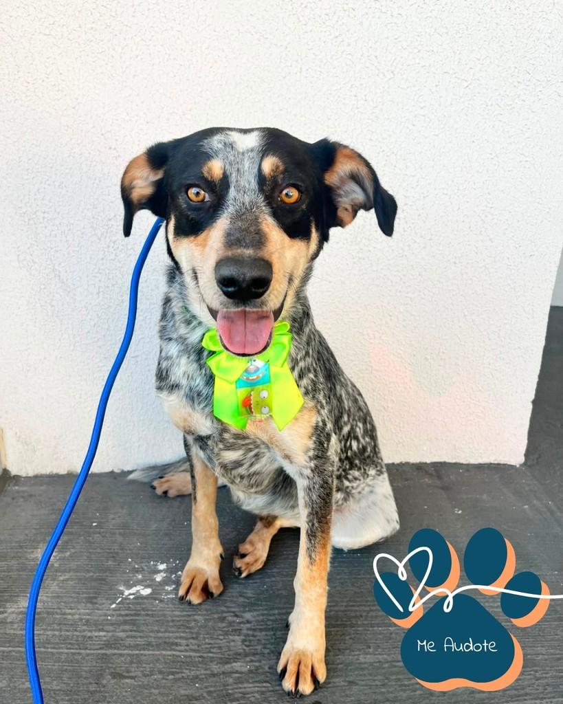 Pintado, cachorro de porte médio para adoção em Curitiba - PR