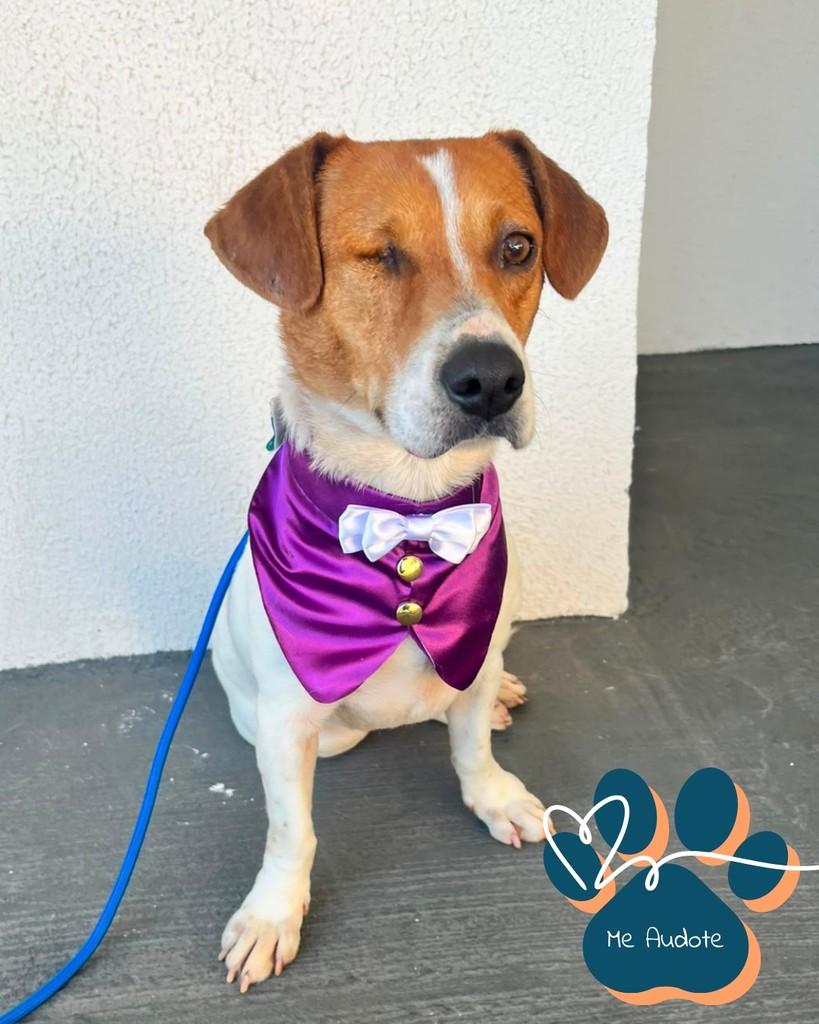 Maylon, cachorro de porte médio para adoção em Curitiba - PR