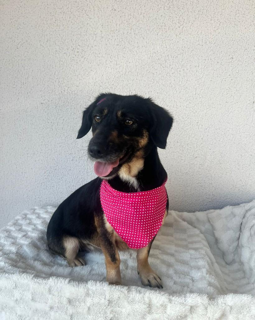 Nana, cadela de porte pequeno para adoção em Curitiba - PR — foto 2 de 6
