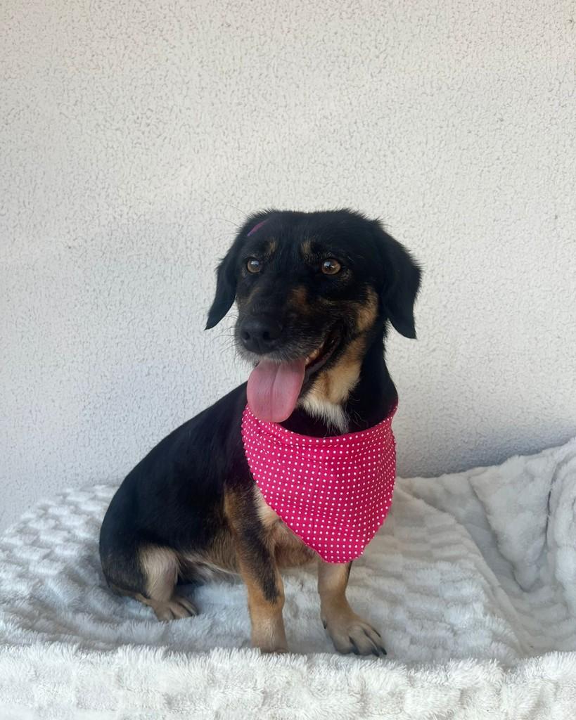 Nana, cadela de porte pequeno para adoção em Curitiba - PR — foto 3 de 6