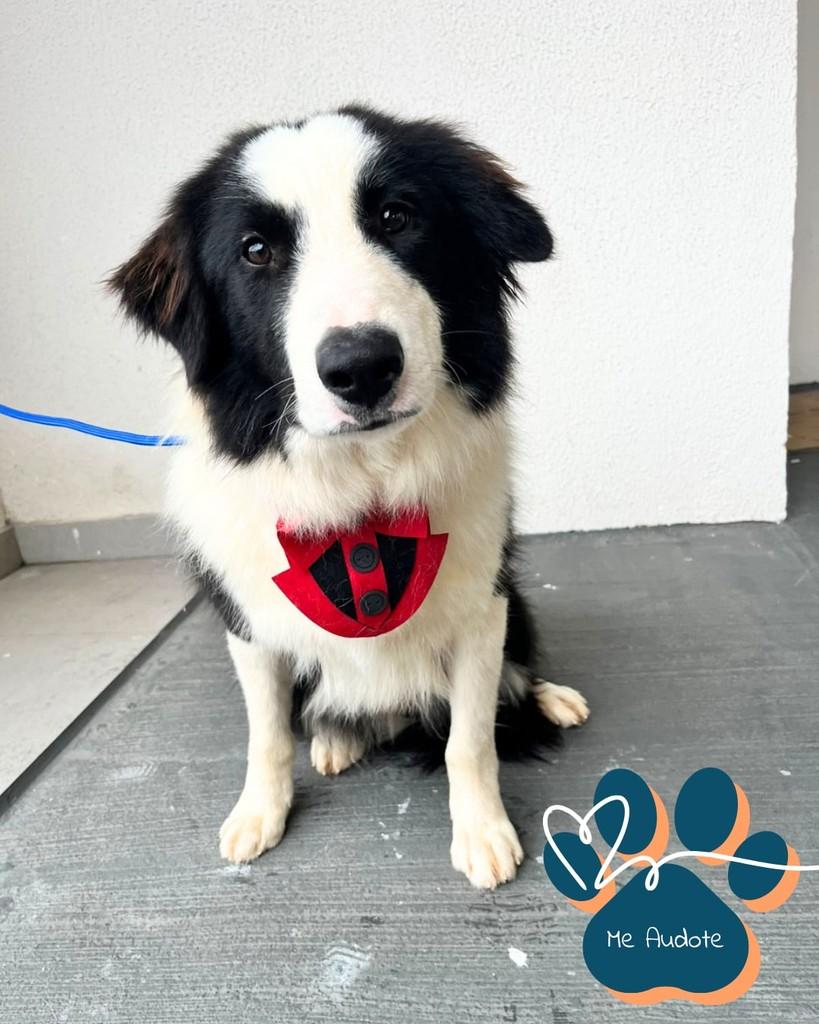 Willy, cachorro de porte médio para adoção em Curitiba - PR