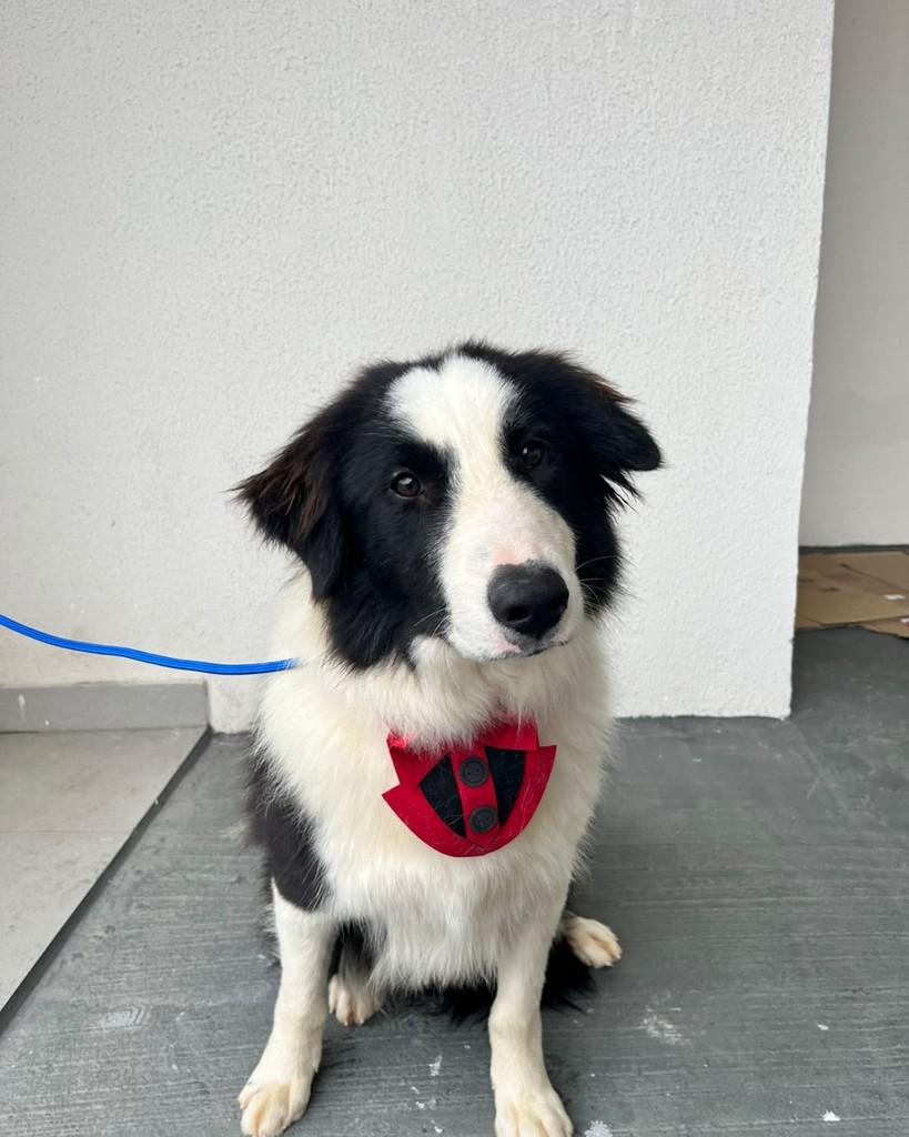 Willy, cachorro de porte médio para adoção em Curitiba - PR — foto 2 de 6