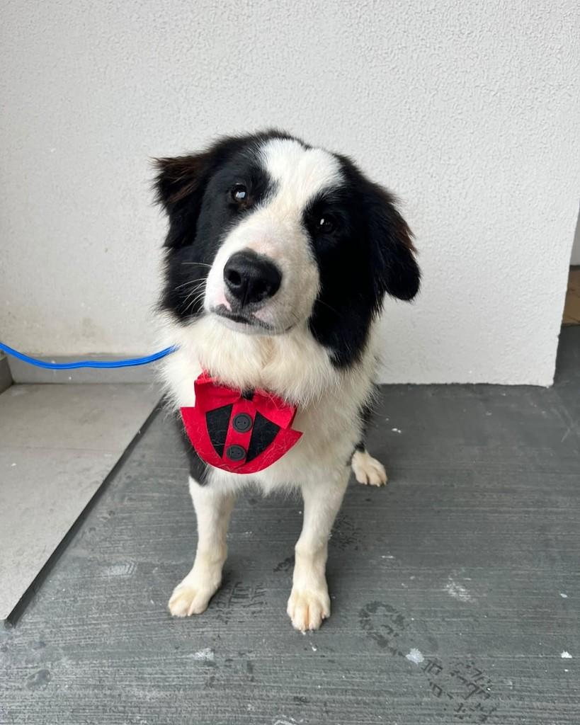 Willy, cachorro de porte médio para adoção em Curitiba - PR — foto 3 de 6