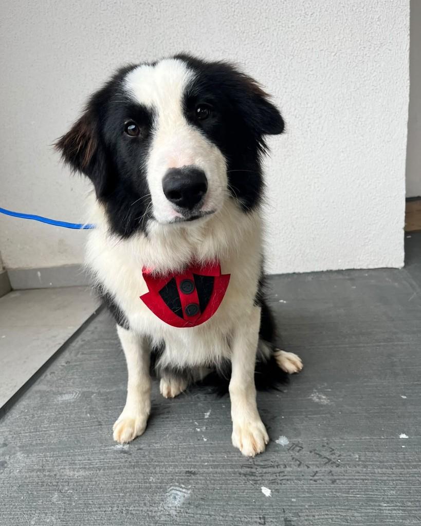 Willy, cachorro de porte médio para adoção em Curitiba - PR — foto 4 de 6