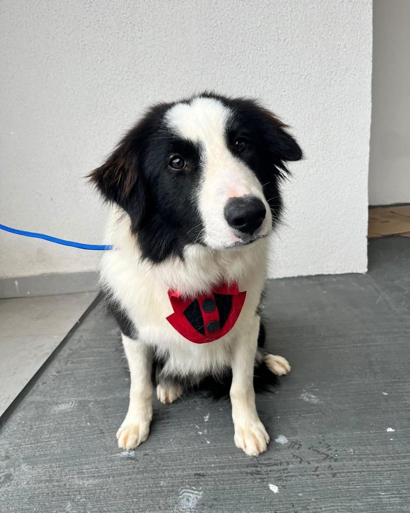 Willy, cachorro de porte médio para adoção em Curitiba - PR — foto 5 de 6