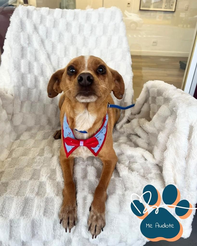 Bingo, cachorro de porte pequeno para adoção em Curitiba - PR