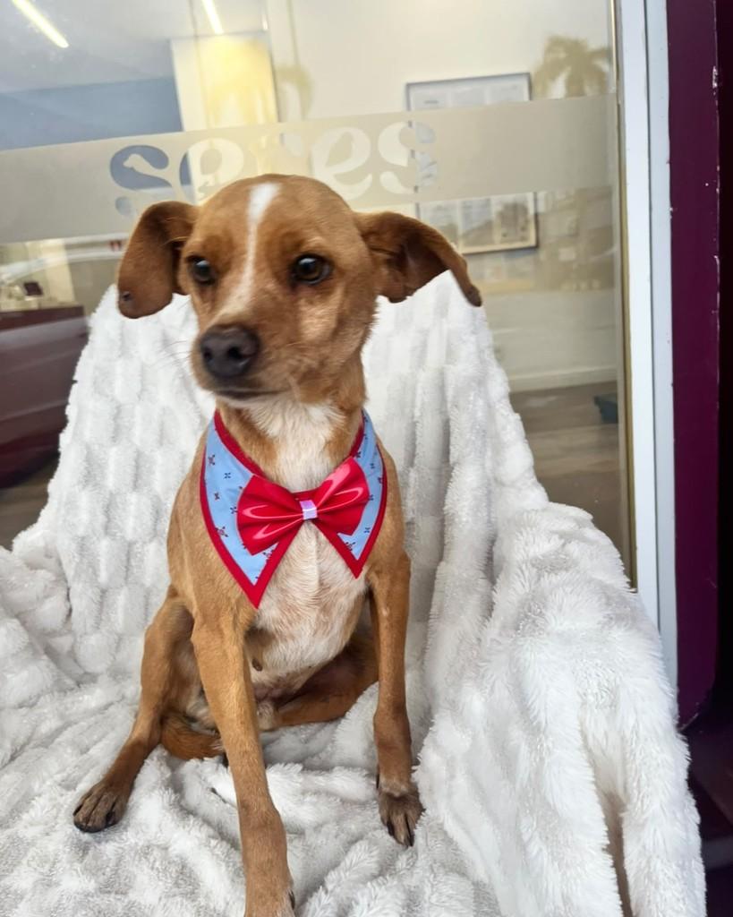 Bingo, cachorro de porte pequeno para adoção em Curitiba - PR — foto 2 de 6