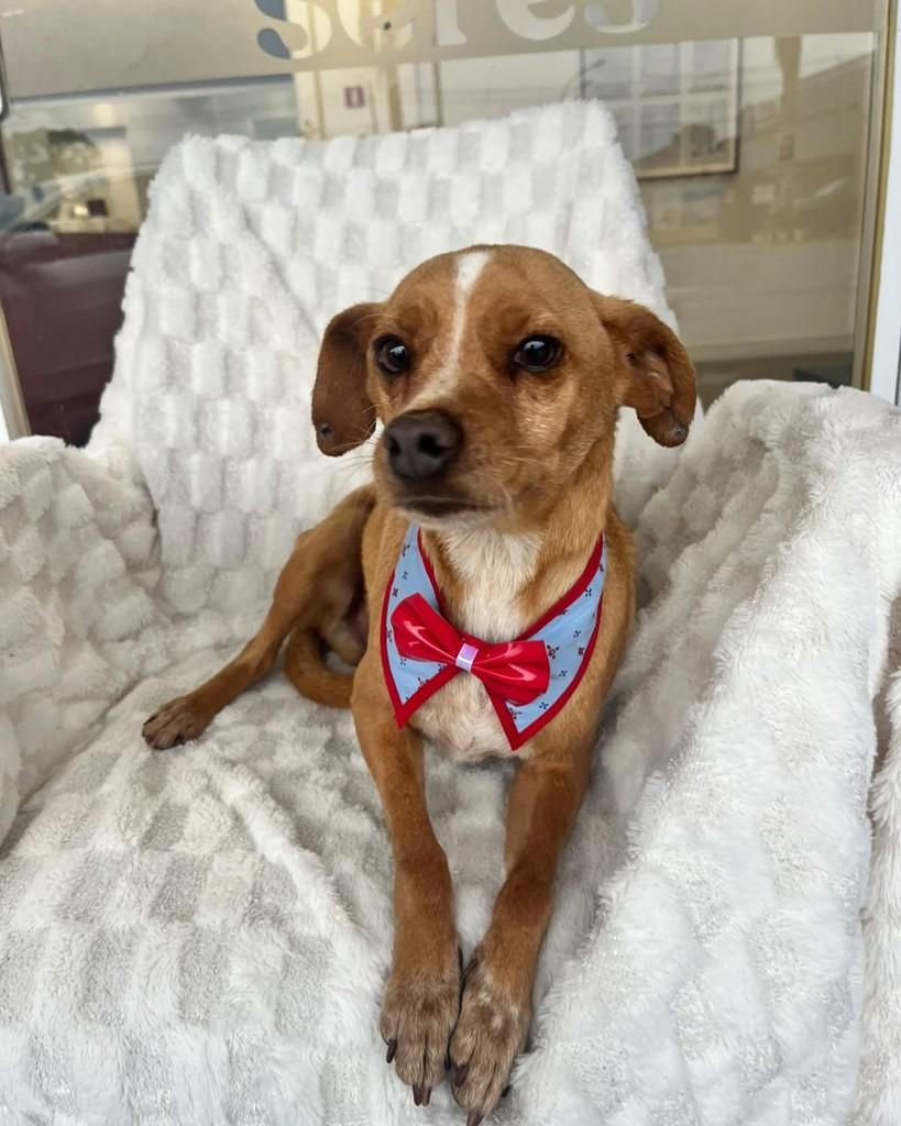 Bingo, cachorro de porte pequeno para adoção em Curitiba - PR — foto 3 de 6