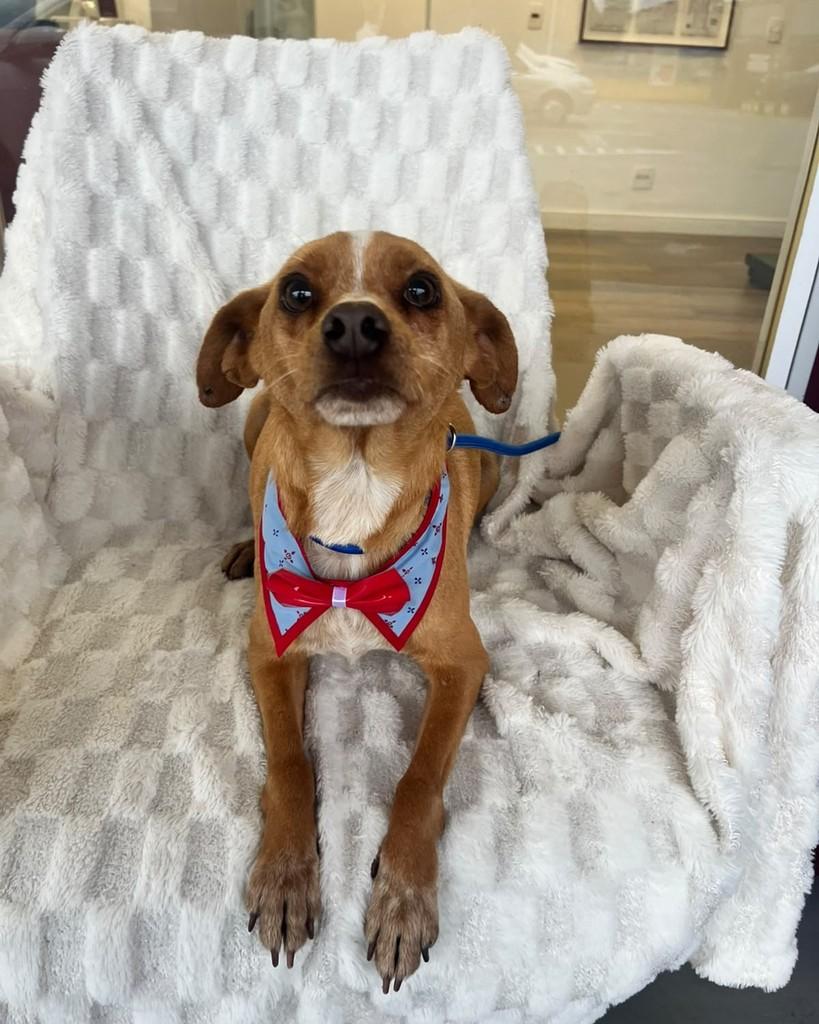 Bingo, cachorro de porte pequeno para adoção em Curitiba - PR — foto 4 de 6