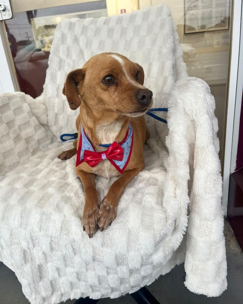 Bingo, cachorro de porte pequeno para adoção em Curitiba - PR — foto 5 de 6