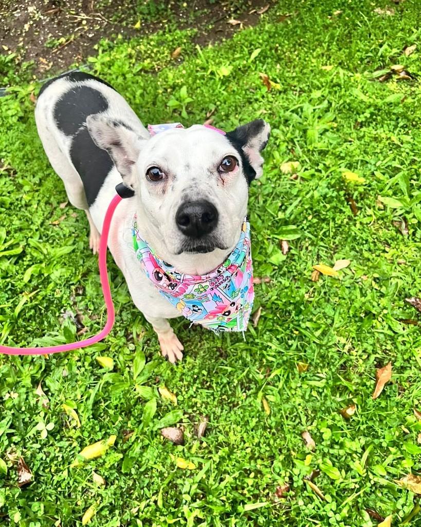 Pipoca, cadela de porte médio para adoção em Curitiba - PR — foto 2 de 6