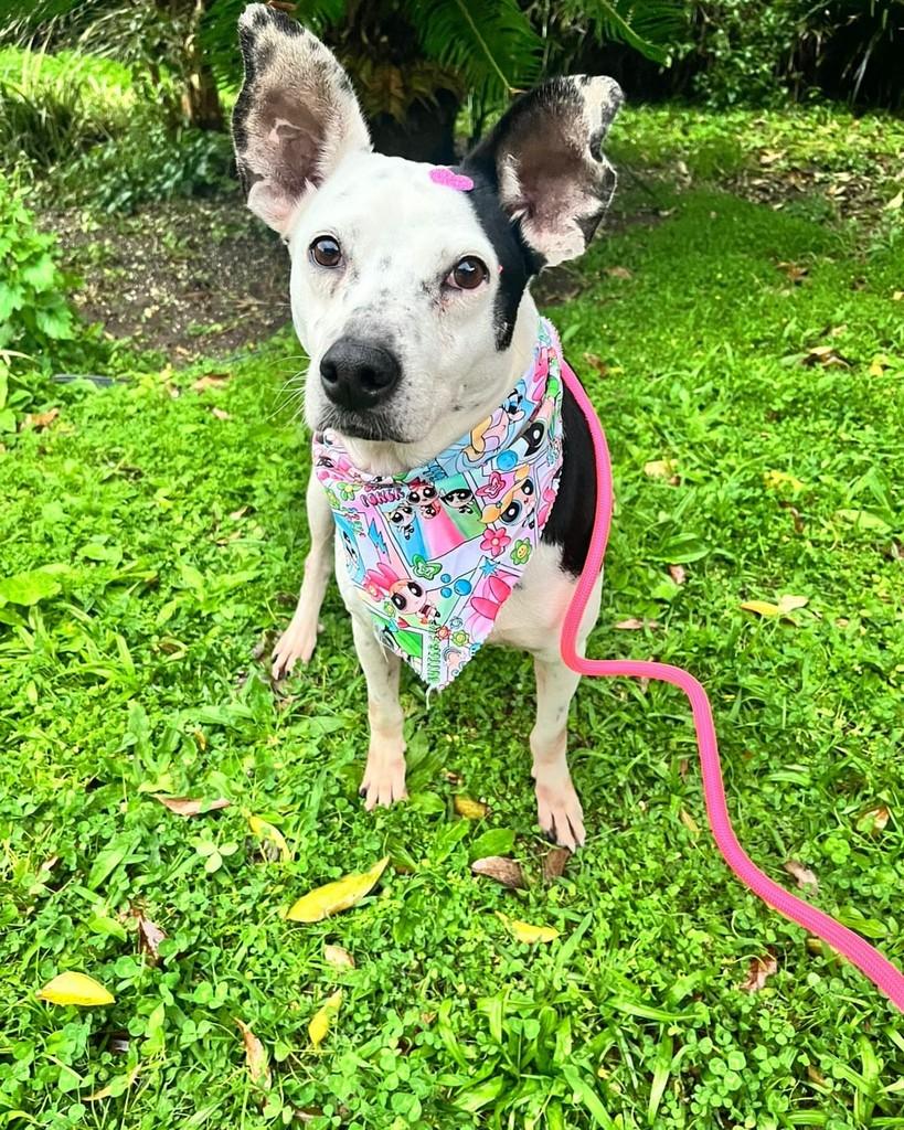 Pipoca, cadela de porte médio para adoção em Curitiba - PR — foto 4 de 6