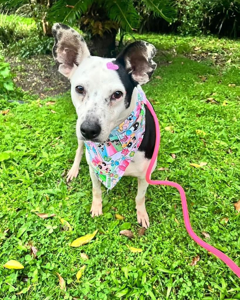Pipoca, cadela de porte médio para adoção em Curitiba - PR — foto 5 de 6