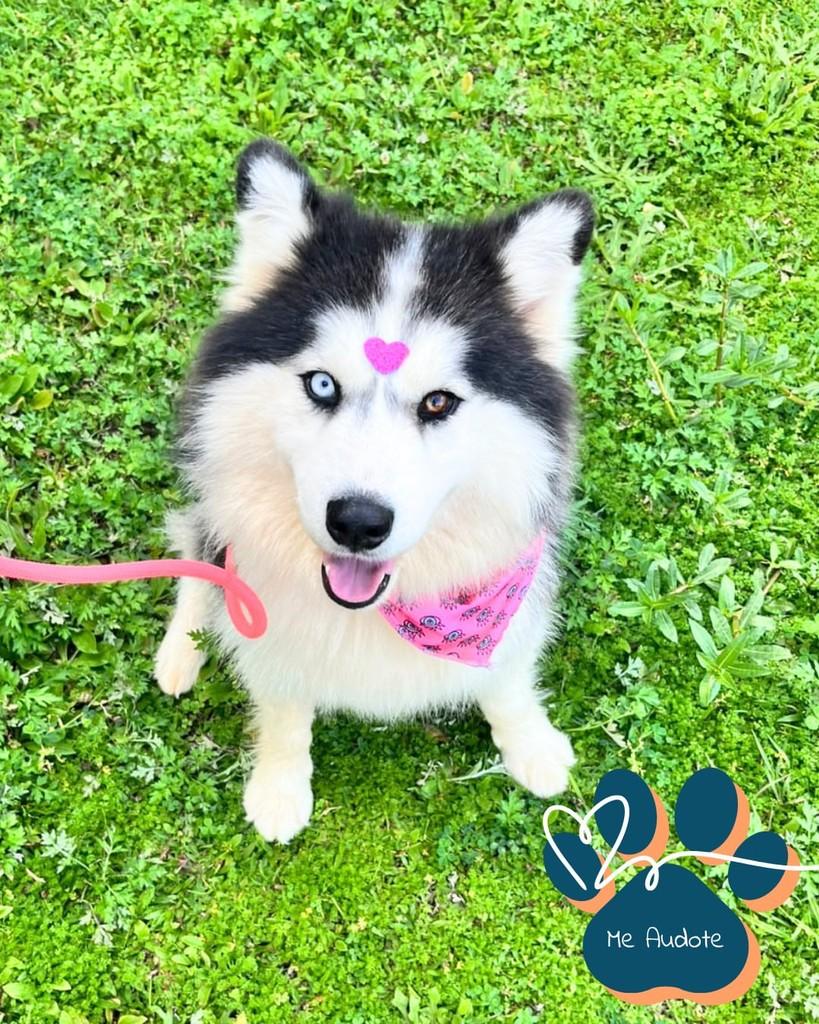 Lola, cadela de porte médio para adoção em Curitiba - PR