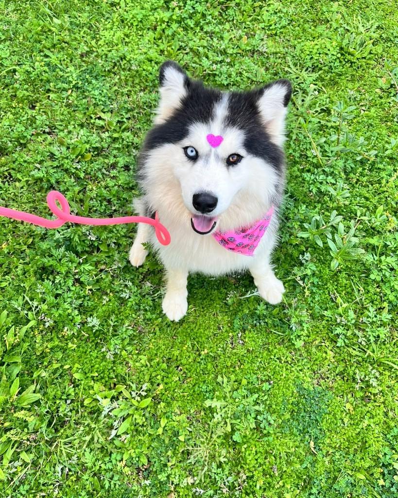 Lola, cadela de porte médio para adoção em Curitiba - PR — foto 2 de 7